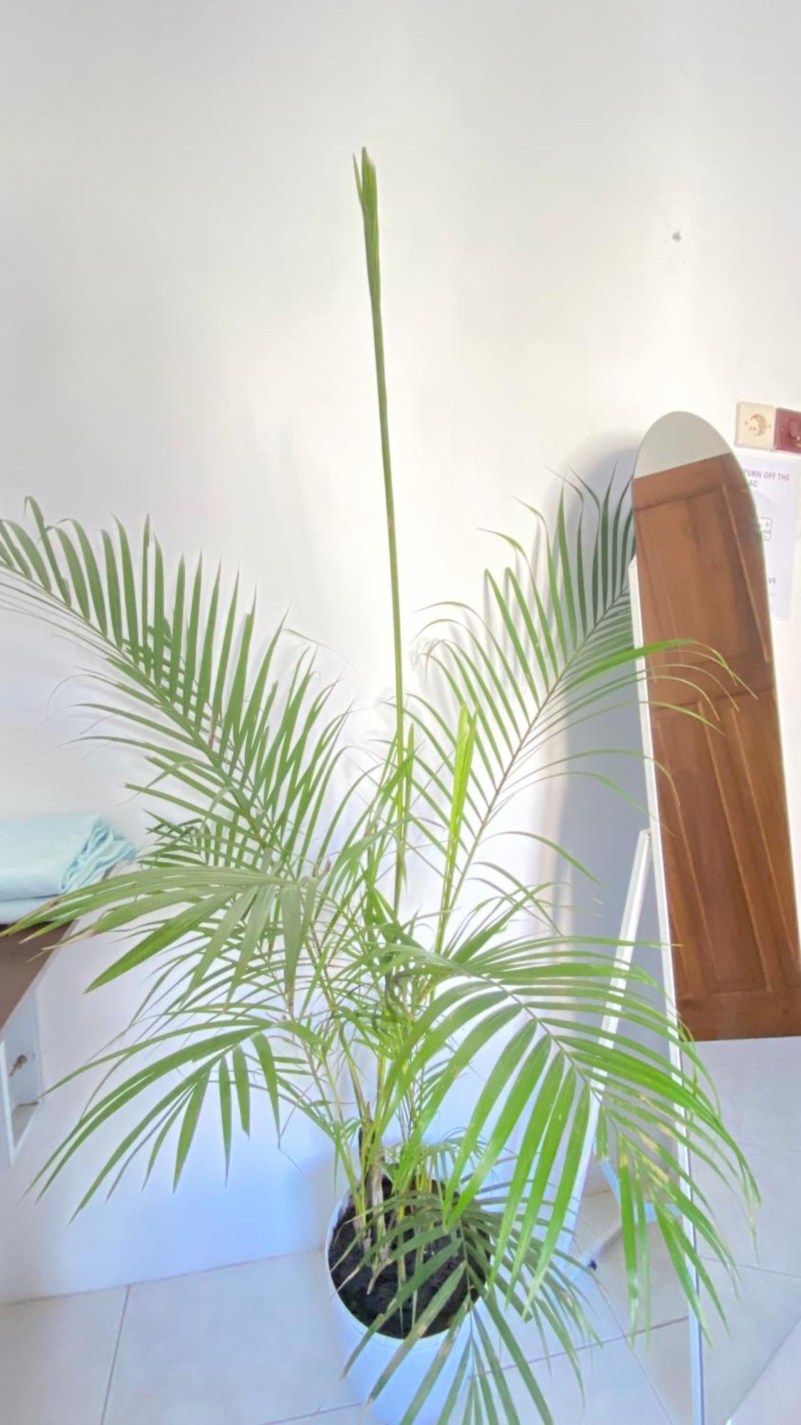 Zzz Albergue Banyuwangi  Habitación foto